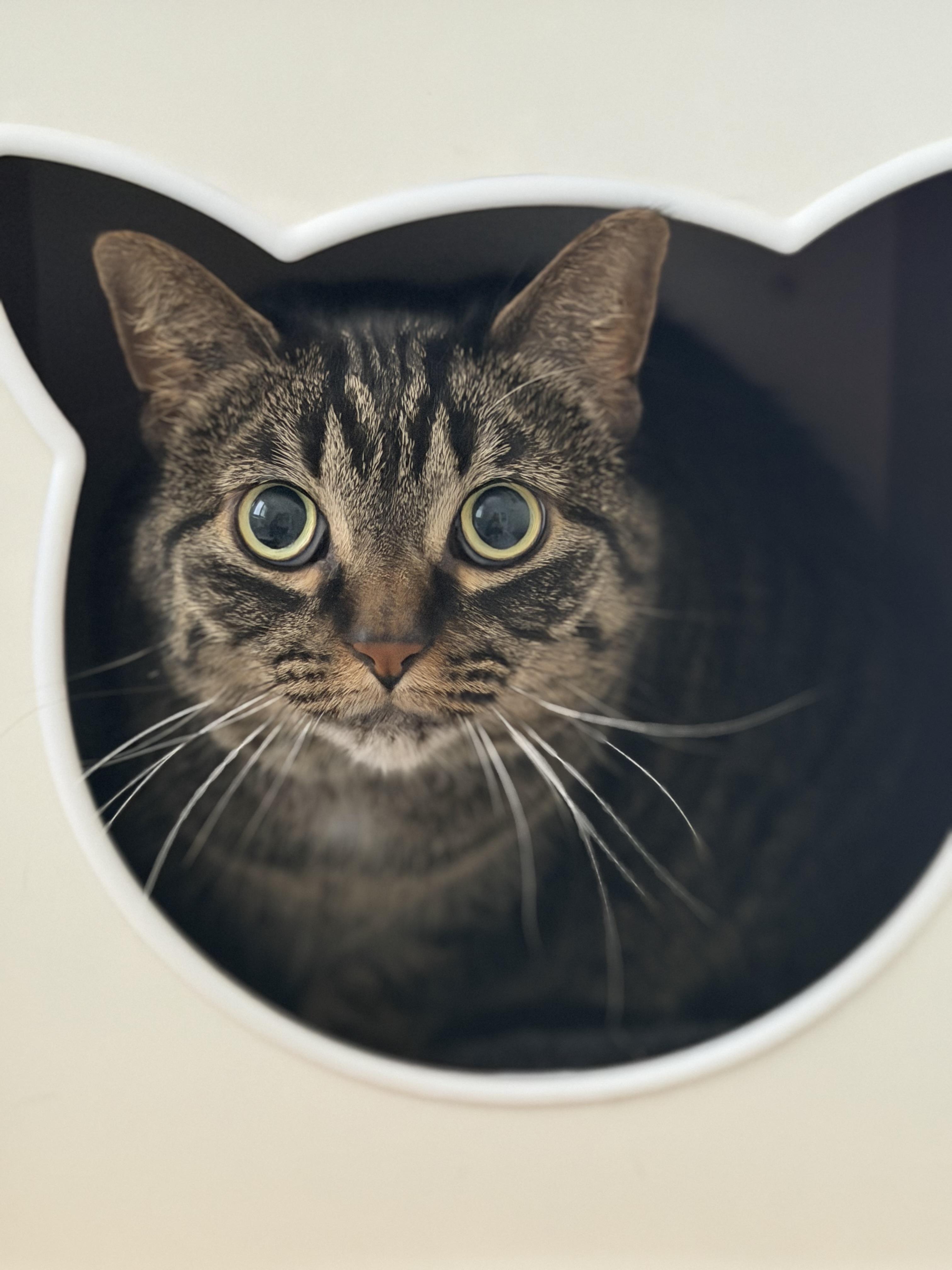 Enlarge Gianna, a Adoptable mixed breed in Steinbach, MB image 4/6