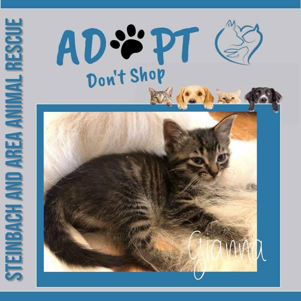 Enlarge Gianna, a Adoptable mixed breed in Steinbach, MB image 5/6