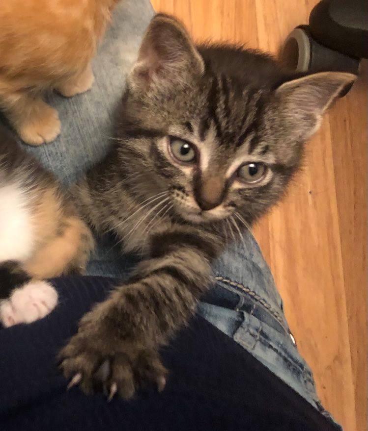 Enlarge Gianna, a Adoptable mixed breed in Steinbach, MB image 6/6