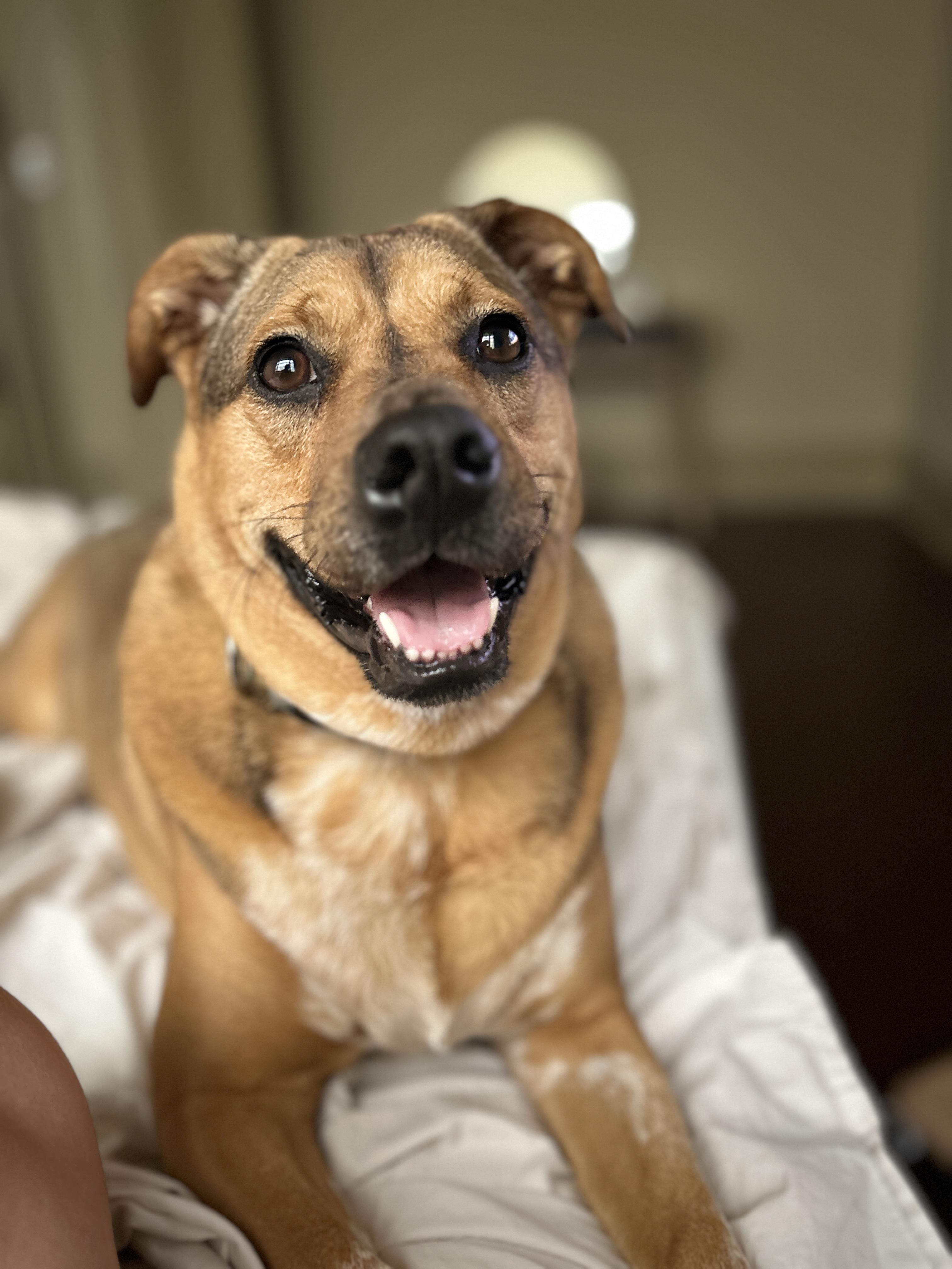 Meet Olive - Your One-and-Only All-in Companion Olive is a 3-year-old 42-pound Beagle mix with a h