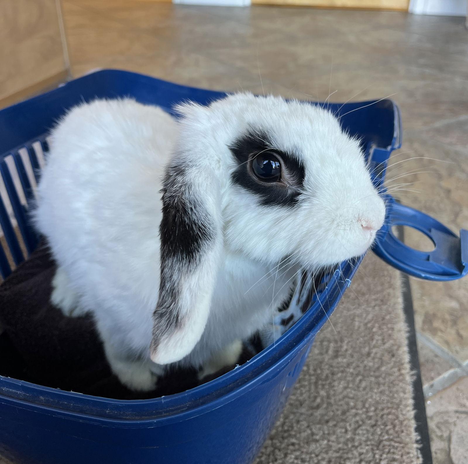 Delia, Adopted, Adult Female Mini Lop & Hotot.