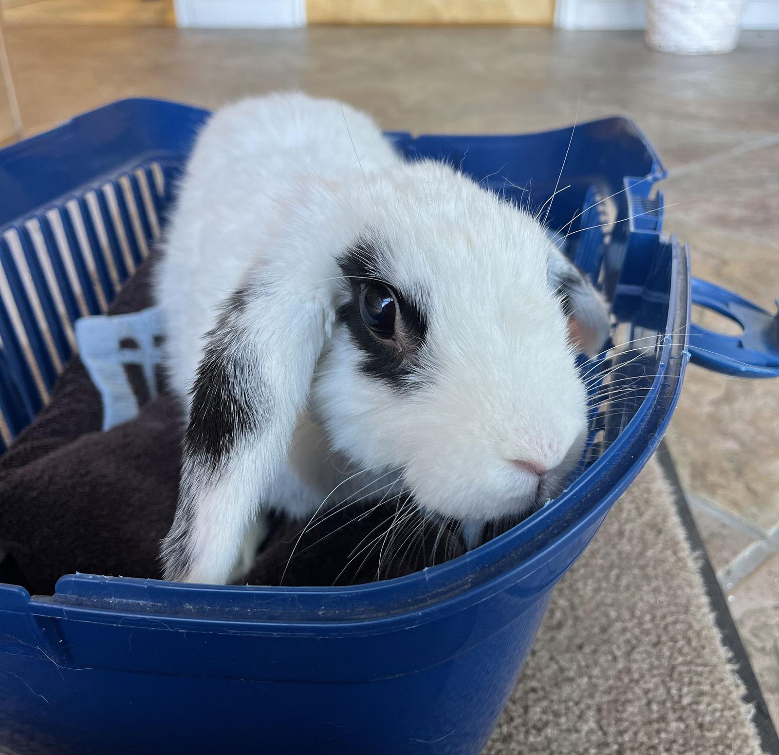 Enlarge Delia, a Adopted mixed breed in Great Neck, NY image 2/2