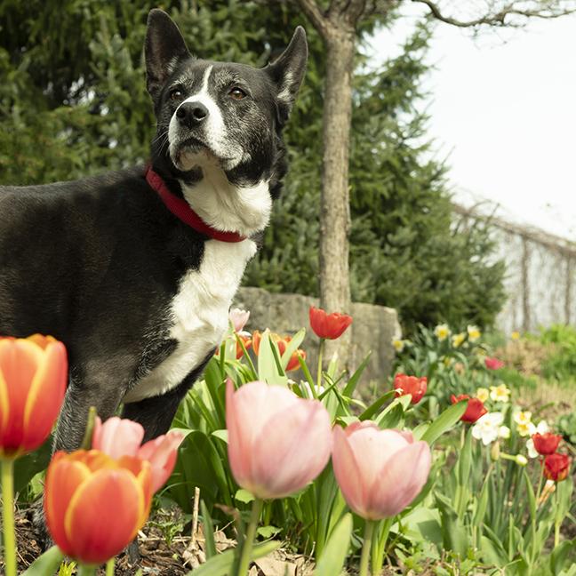 Enlarge Holly, a ADOPTABLE mixed breed in Chicago, IL image 2/6