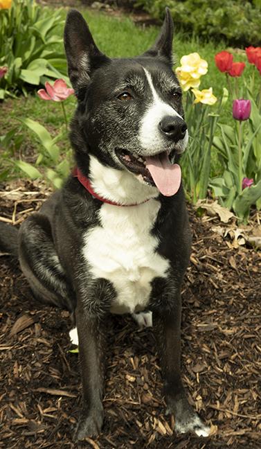 Enlarge Holly, a ADOPTABLE mixed breed in Chicago, IL image 4/6