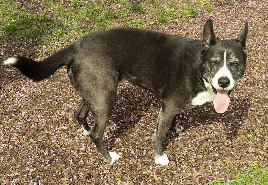 Enlarge Holly, a ADOPTABLE mixed breed in Chicago, IL image 5/6