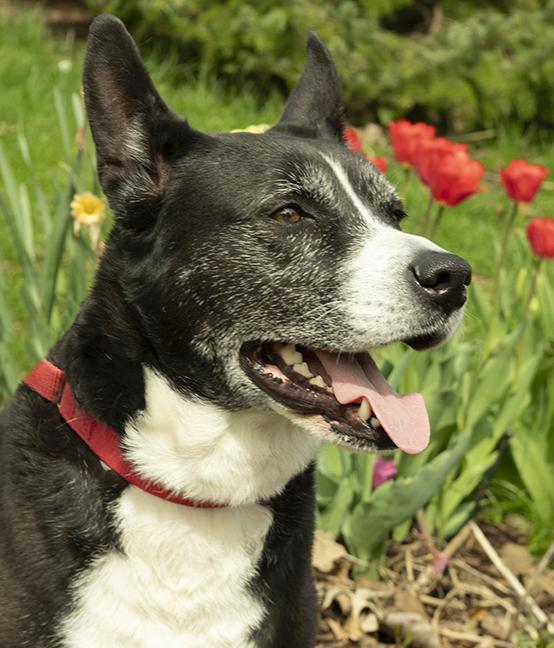 Enlarge Holly, a ADOPTABLE mixed breed in Chicago, IL image 3/6