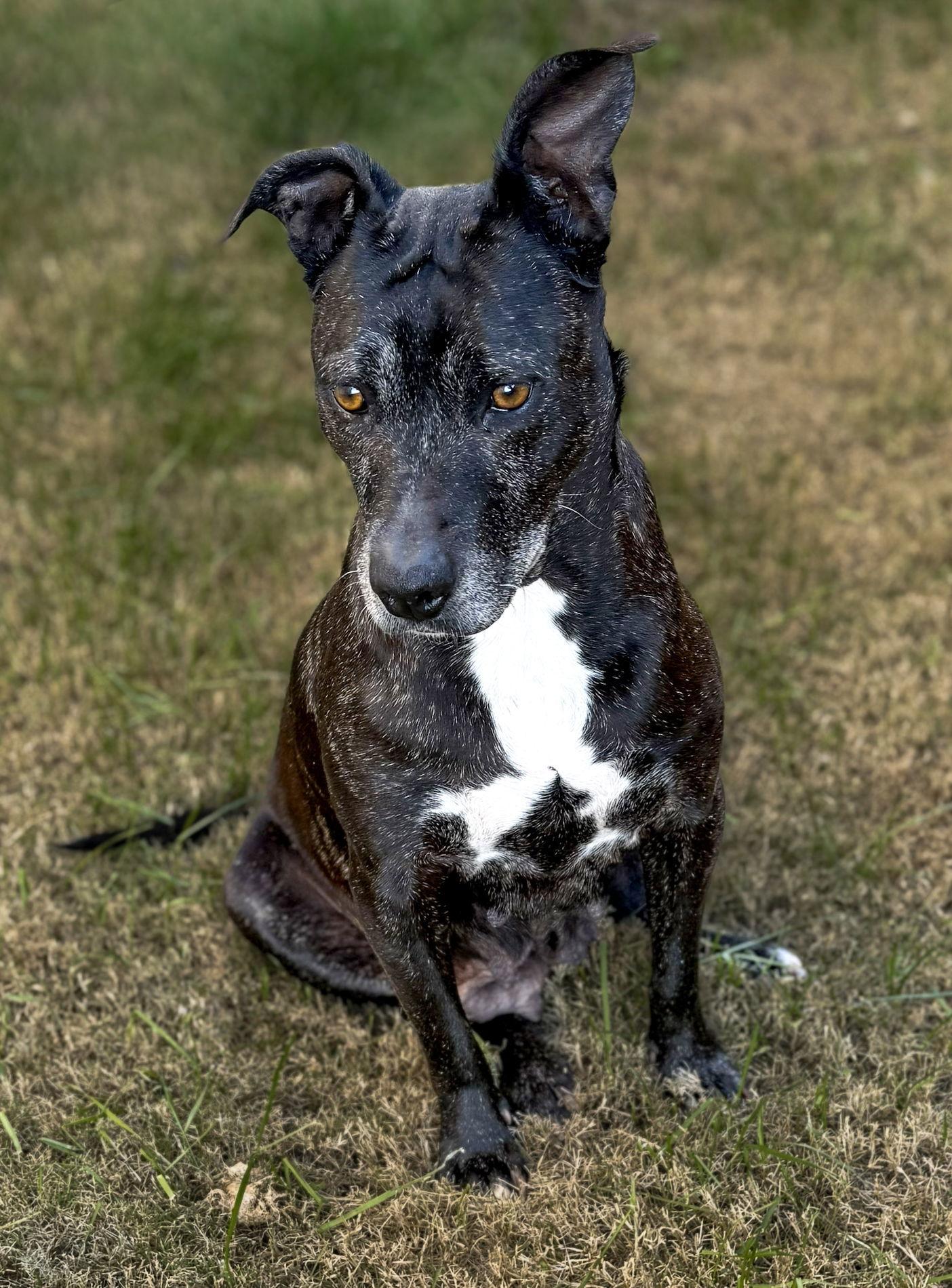 Coco, Adoptable, Adult Female Labrador Retriever.