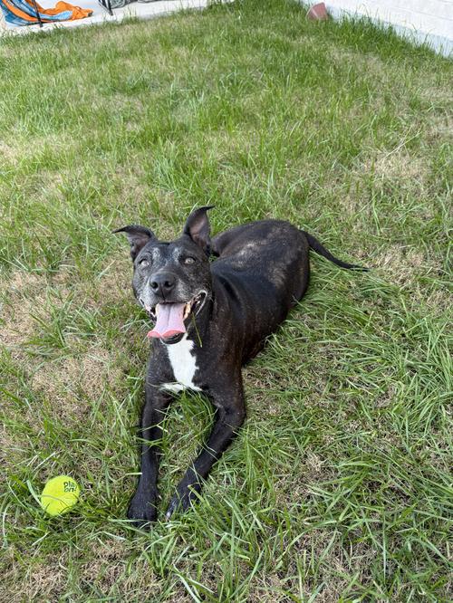 Enlarge Coco, a Adoptable Labrador Retriever in McKinney, TX image 2/3