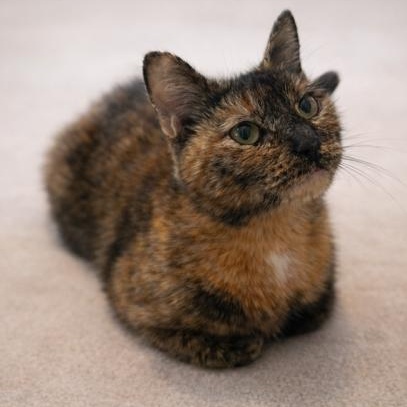 Enlarge Mitzi, a ADOPTABLE Dilute Tortoiseshell in west Warwick, RI image 2/3