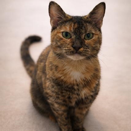 Mitzi, ADOPTABLE, Adult Female Dilute Tortoiseshell.