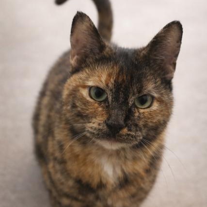 Enlarge Mitzi, a ADOPTABLE Dilute Tortoiseshell in west Warwick, RI image 3/3