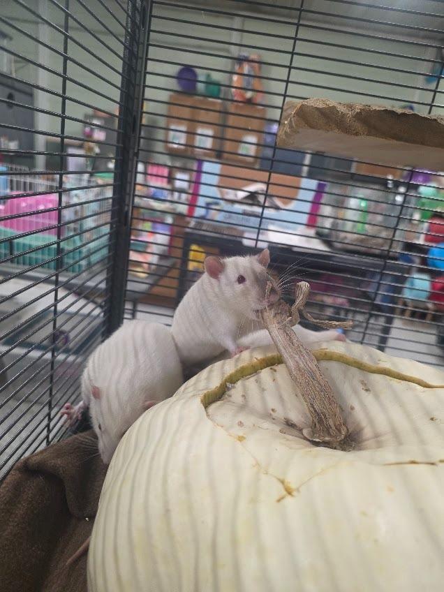Stuart, Adoptable, Young Male Rat.