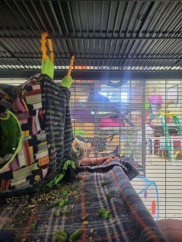 Enlarge Stuart, a Adoptable Rat in CRYSTAL LAKE, IL image 3/3