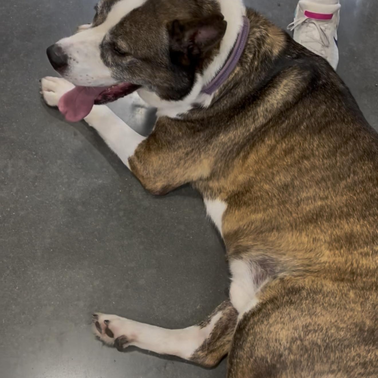 Wolfie — thumbnail 3