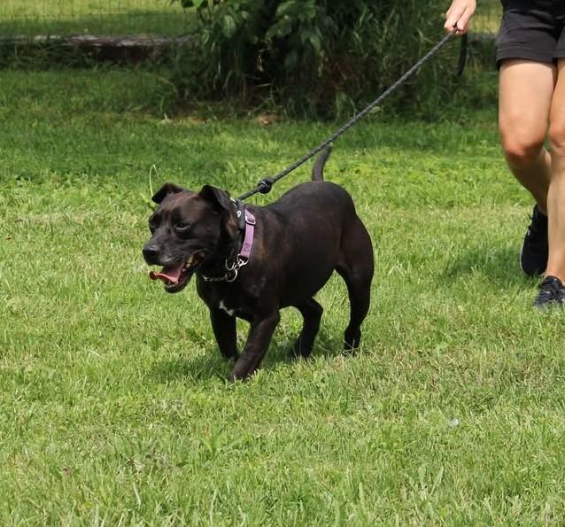 Drifter, Adoptable, Adult Male Boxer & Retriever.