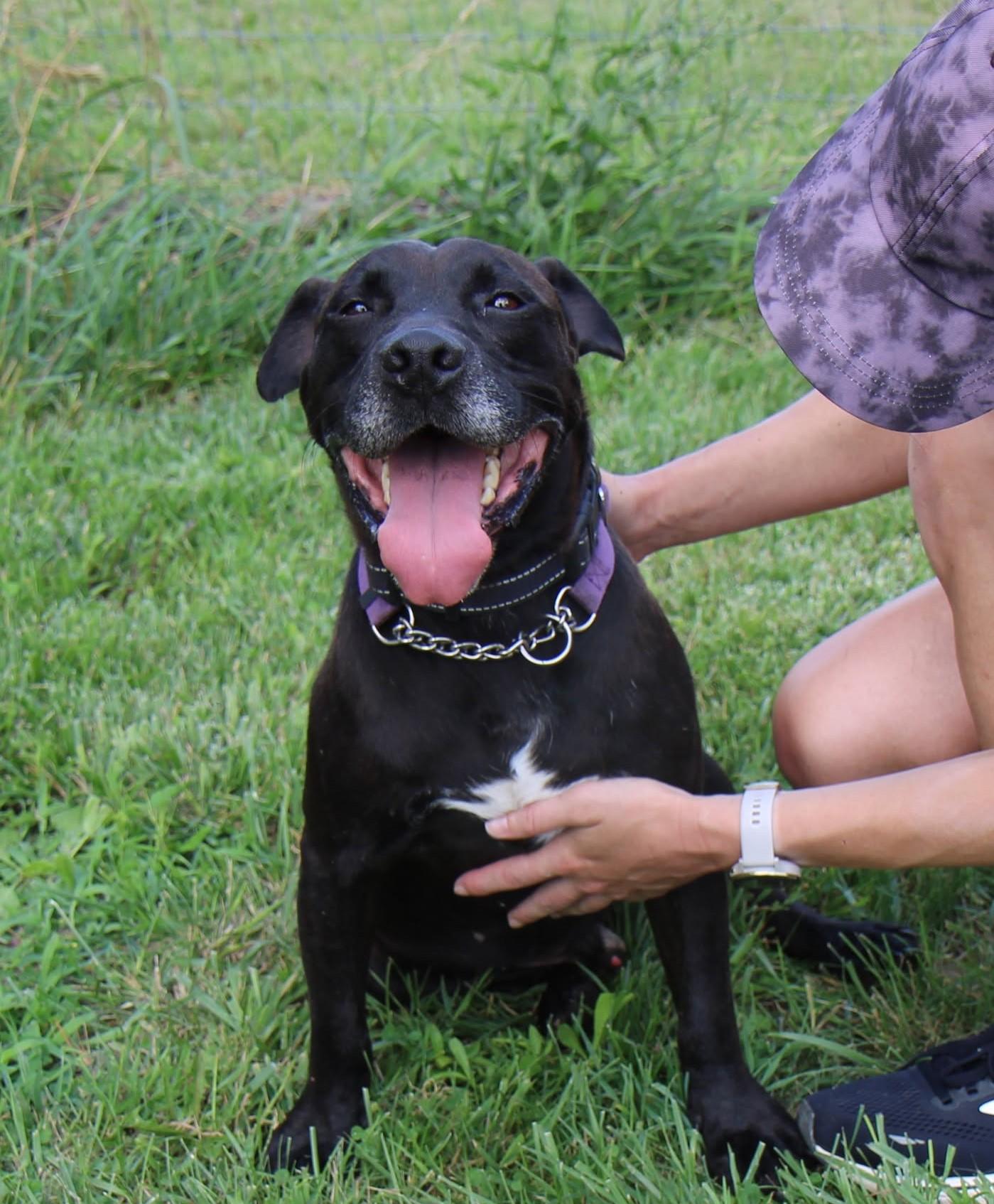 Drifter, Adoptable, Adult Male Boxer & Retriever.