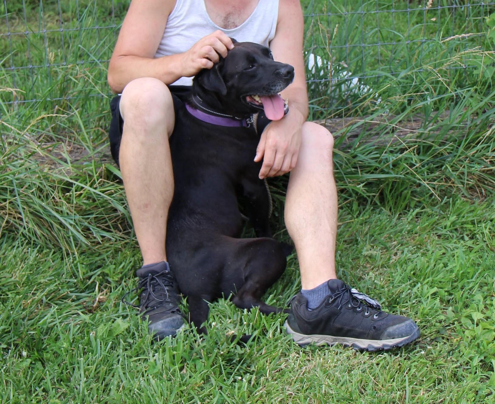 Drifter, a Adoptable mixed breed in Plain City, OH image 2/6