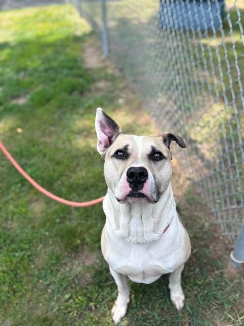 Maximus, Adoptable, Adult Male German Shepherd Dog & Husky.