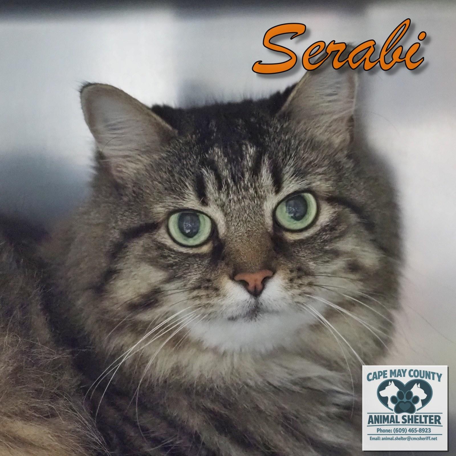 Enlarge Serabi, a Adoptable mixed breed in Cape May Court House, NJ image 1/4