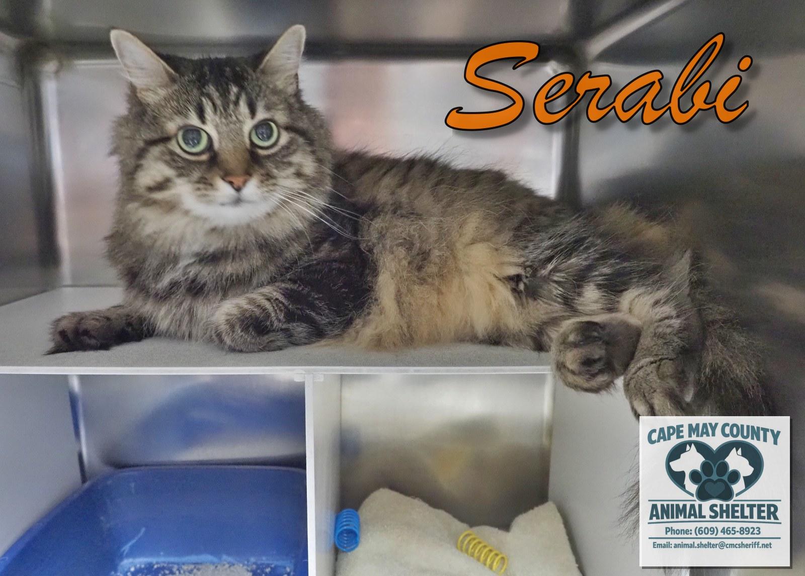 Enlarge Serabi, a Adoptable mixed breed in Cape May Court House, NJ image 2/4