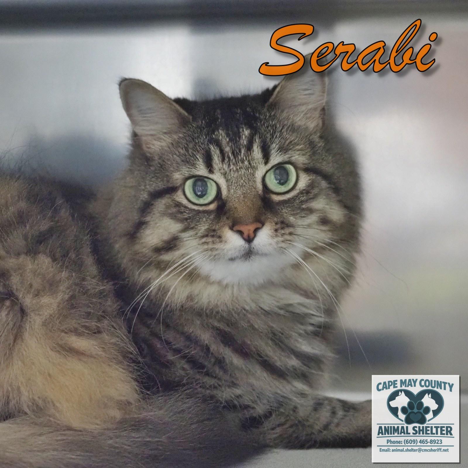 Enlarge Serabi, a Adoptable mixed breed in Cape May Court House, NJ image 4/4