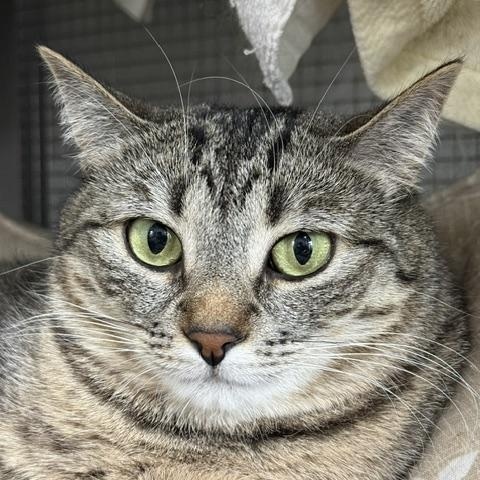 Nugget, ADOPTABLE, Adult Female Domestic Short Hair.