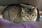 Nugget, ADOPTABLE, Adult Female Domestic Short Hair.