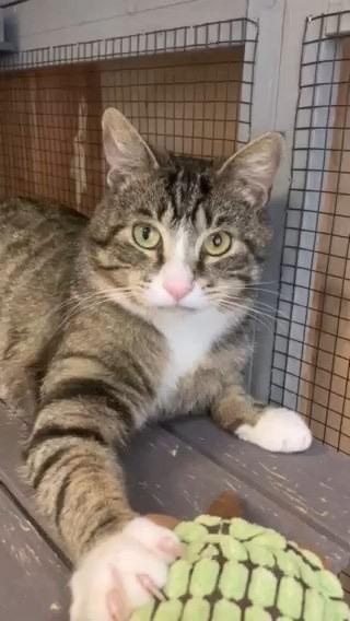 Enlarge Aztec, a ADOPTABLE Domestic Short Hair in Petaluma, CA image 1/2