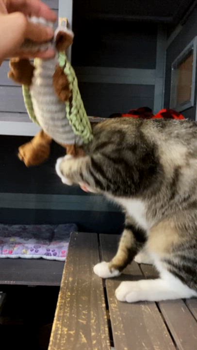 Enlarge Aztec, a ADOPTABLE Domestic Short Hair in Petaluma, CA video 2/2
