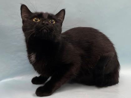 Momma, Adoptable, Adult Female Domestic Medium Hair & Domestic Short Hair.