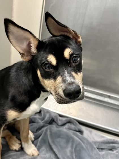 Good Sam Dog, Adoptable, Puppy Female Mixed Breed & Mixed Breed.