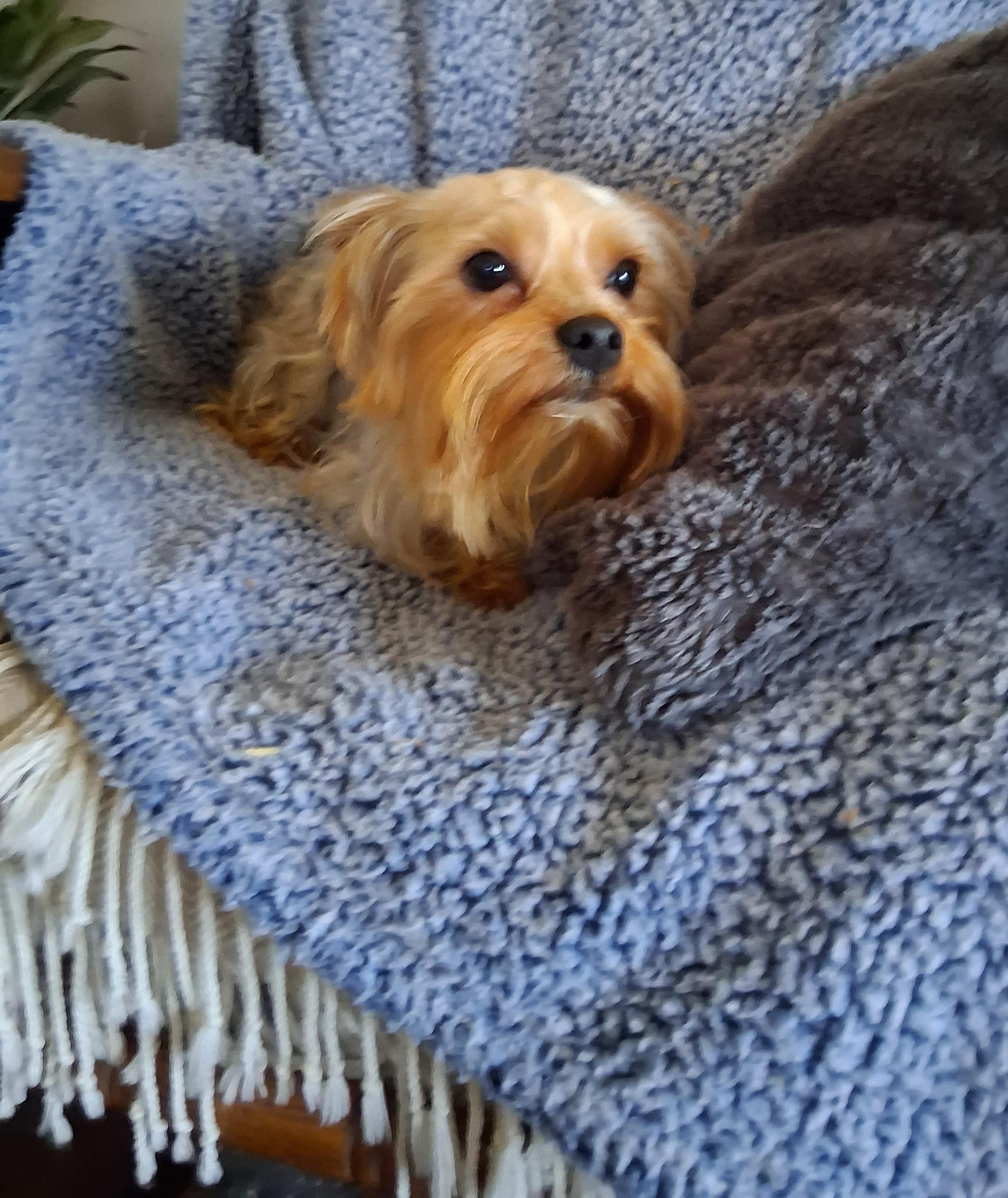 Enlarge Mac, an adopted Yorkshire Terrier in Fordland, MO image 4/4