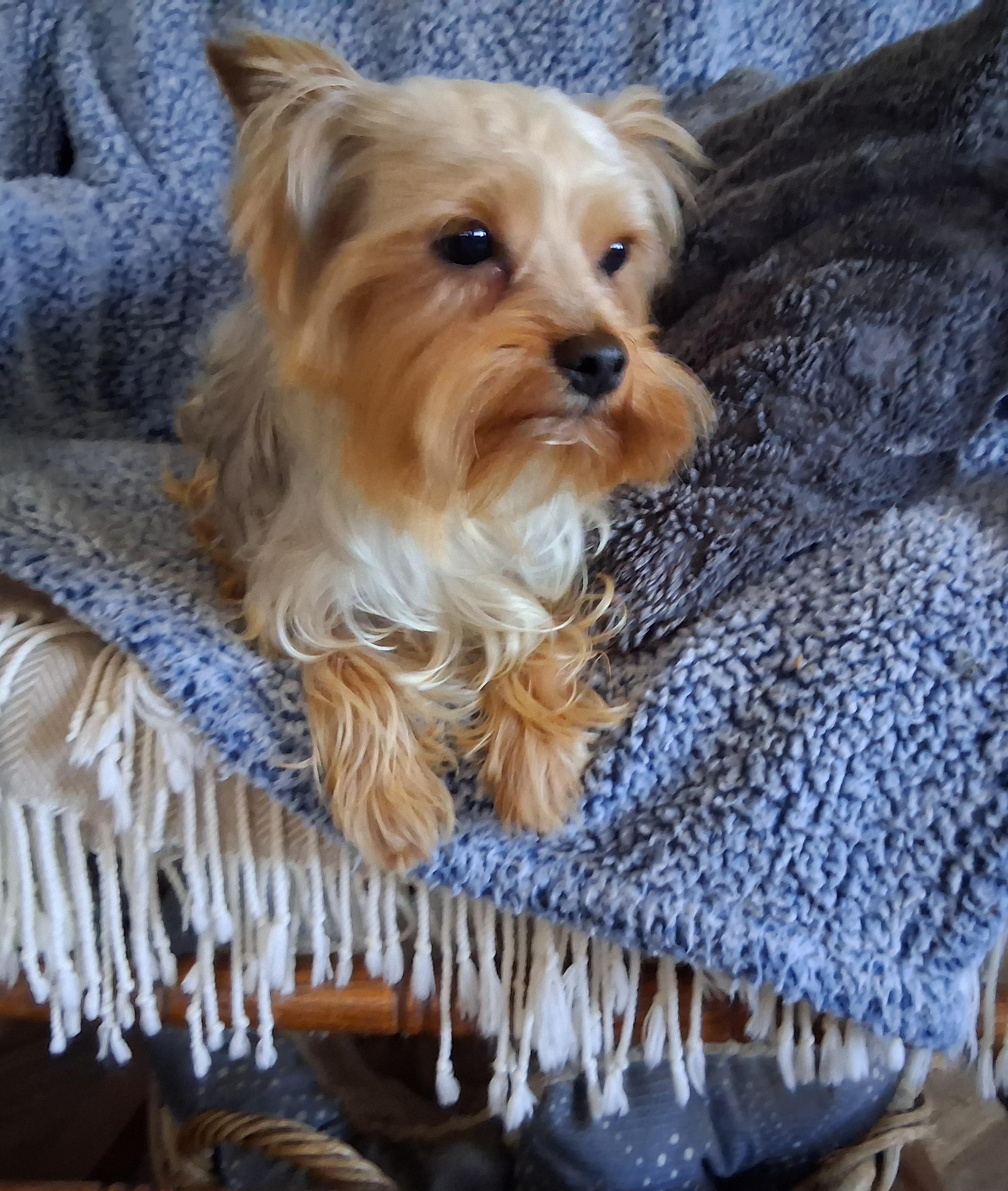 Enlarge Mac, an adopted Yorkshire Terrier in Fordland, MO image 1/4