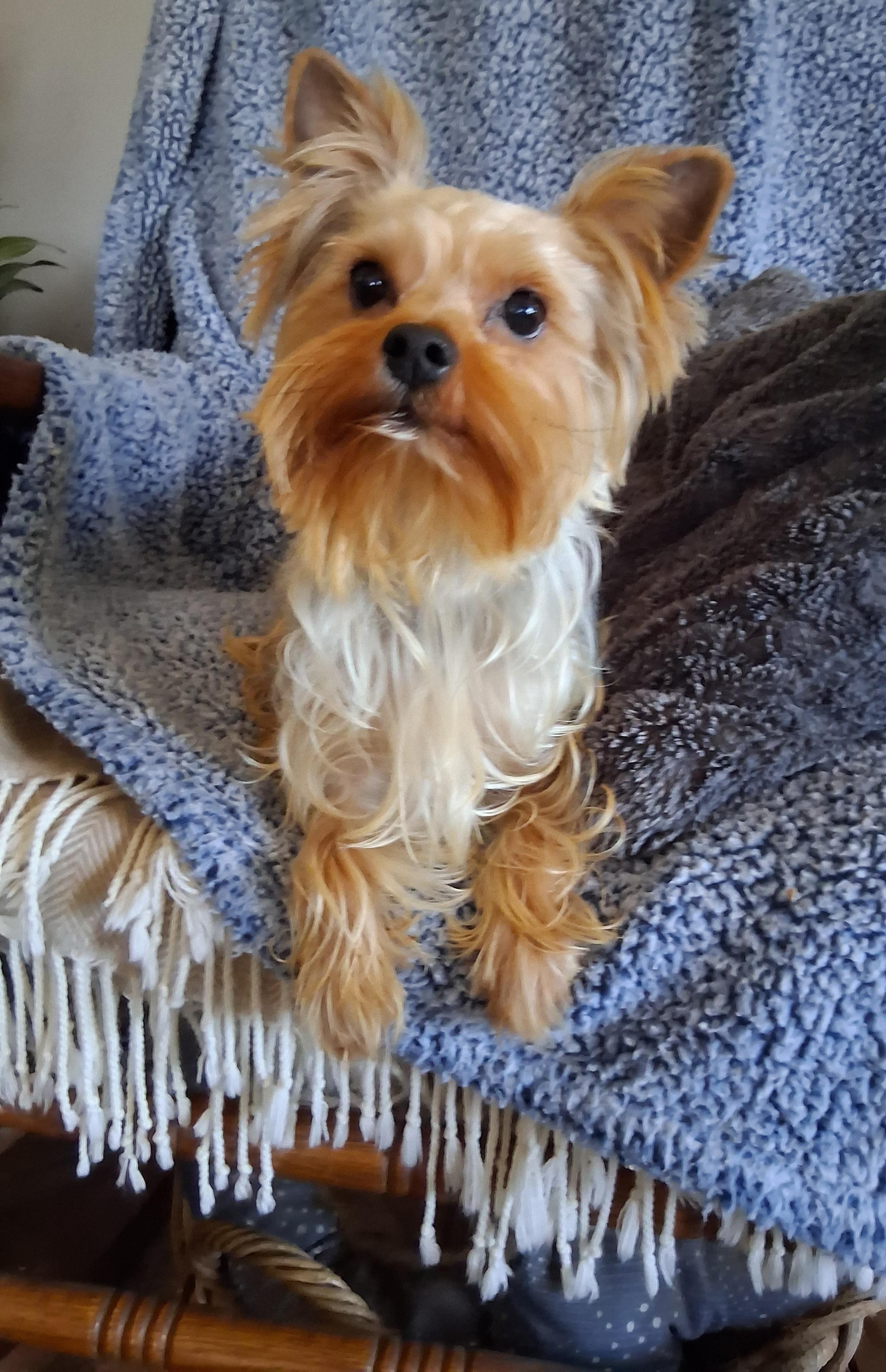 Enlarge Mac, an adopted Yorkshire Terrier in Fordland, MO image 2/4