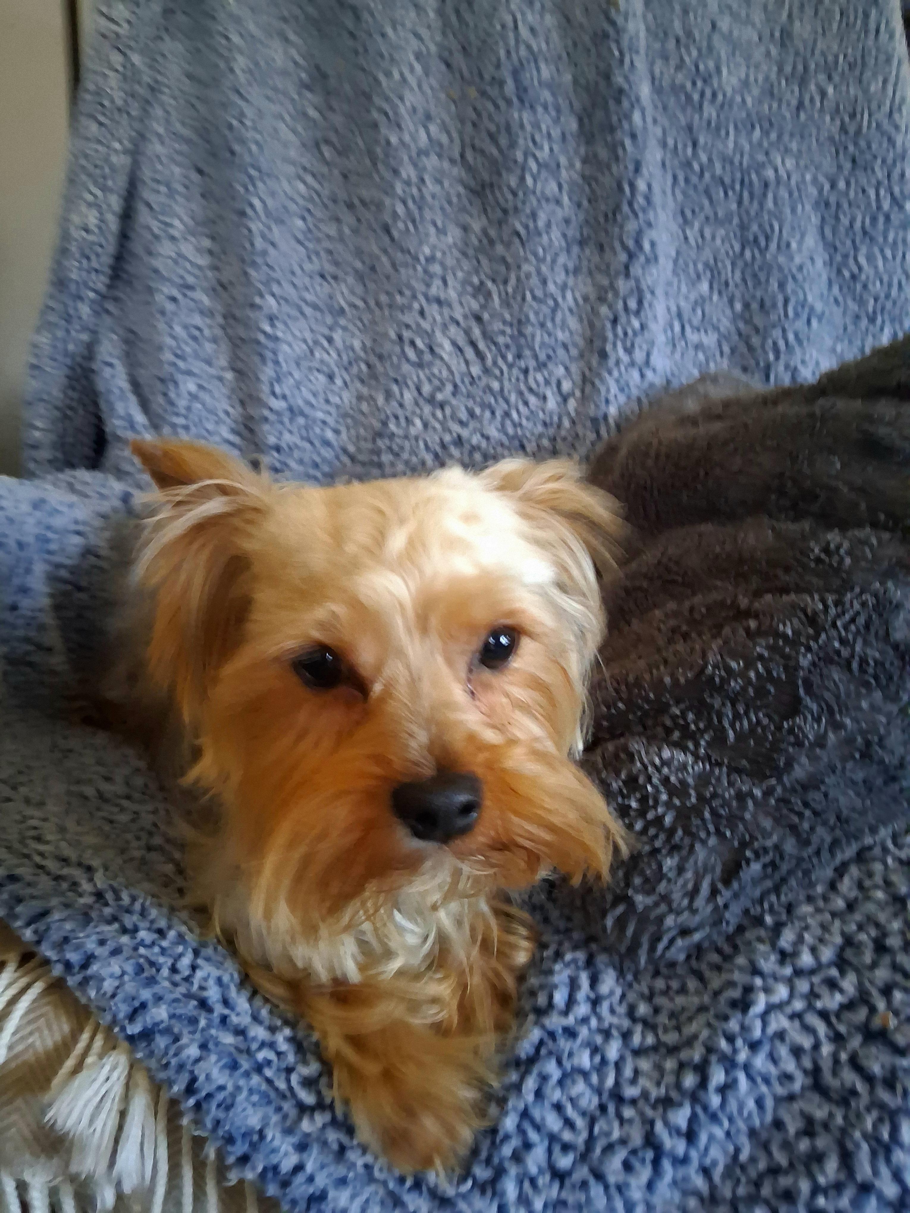 Enlarge Mac, an adopted Yorkshire Terrier in Fordland, MO image 3/4