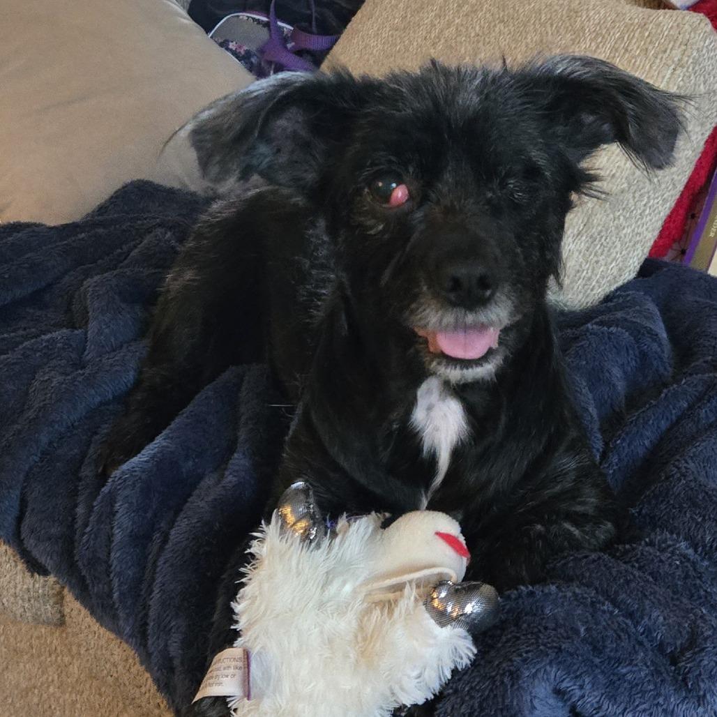 Stormy, a Adoptable Mixed Breed in Martinsburg, WV image 3/4