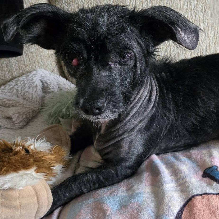 Stormy, a Adoptable Mixed Breed in Martinsburg, WV image 4/4