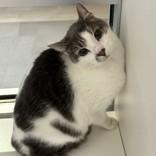 Enlarge Taylor, a ADOPTABLE Domestic Short Hair in Hilliard, OH image 1/1