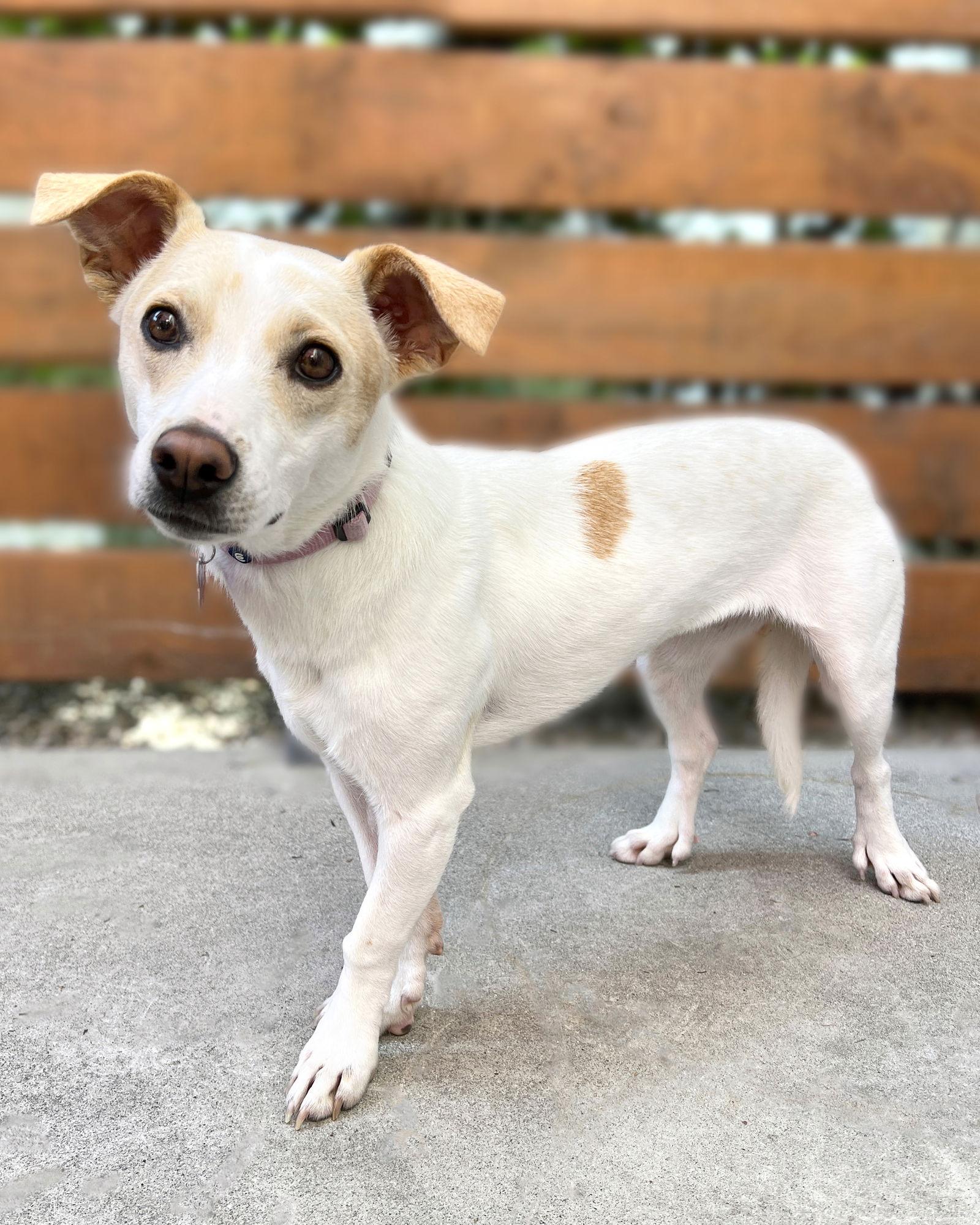 Addie, Adoptable, Adult Female Terrier & Chihuahua.