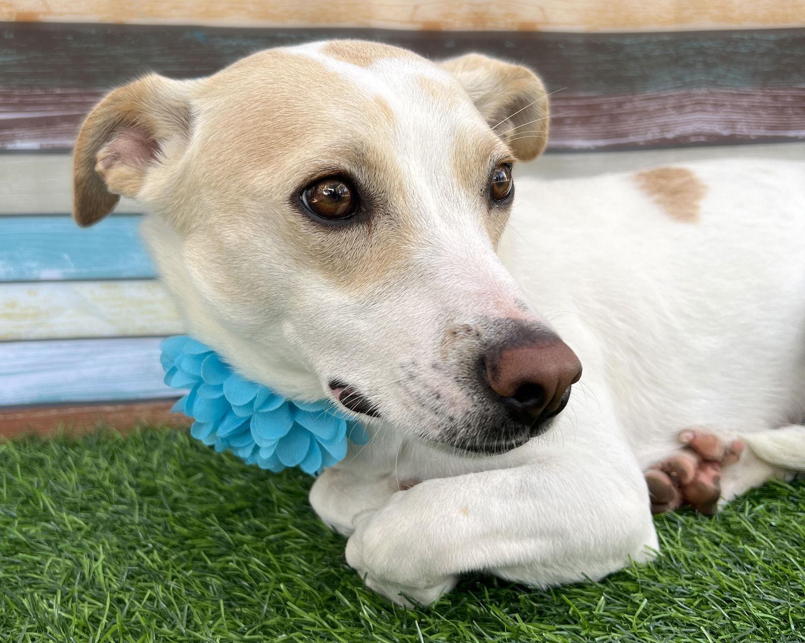 Addie, a Adoptable mixed breed in Corona, CA image 2/6