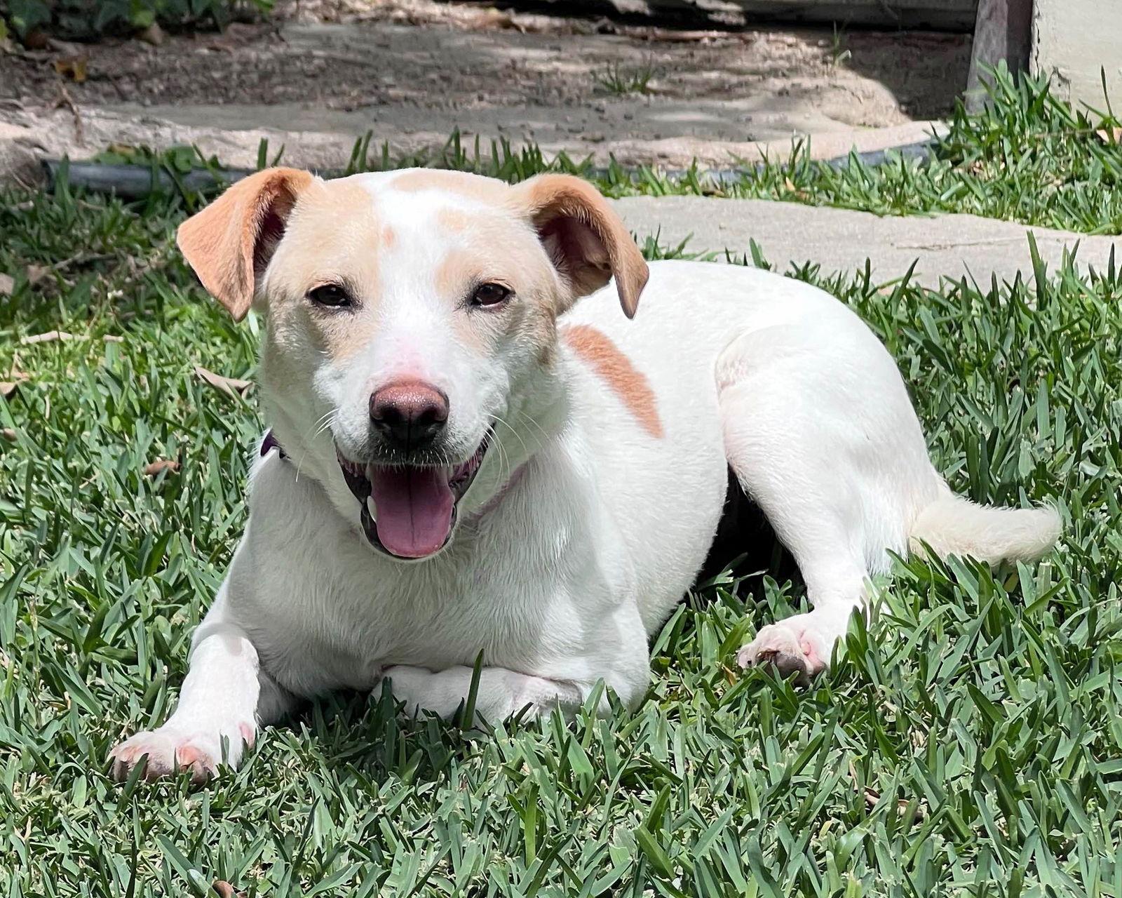 Addie, a Adoptable mixed breed in Corona, CA image 3/6