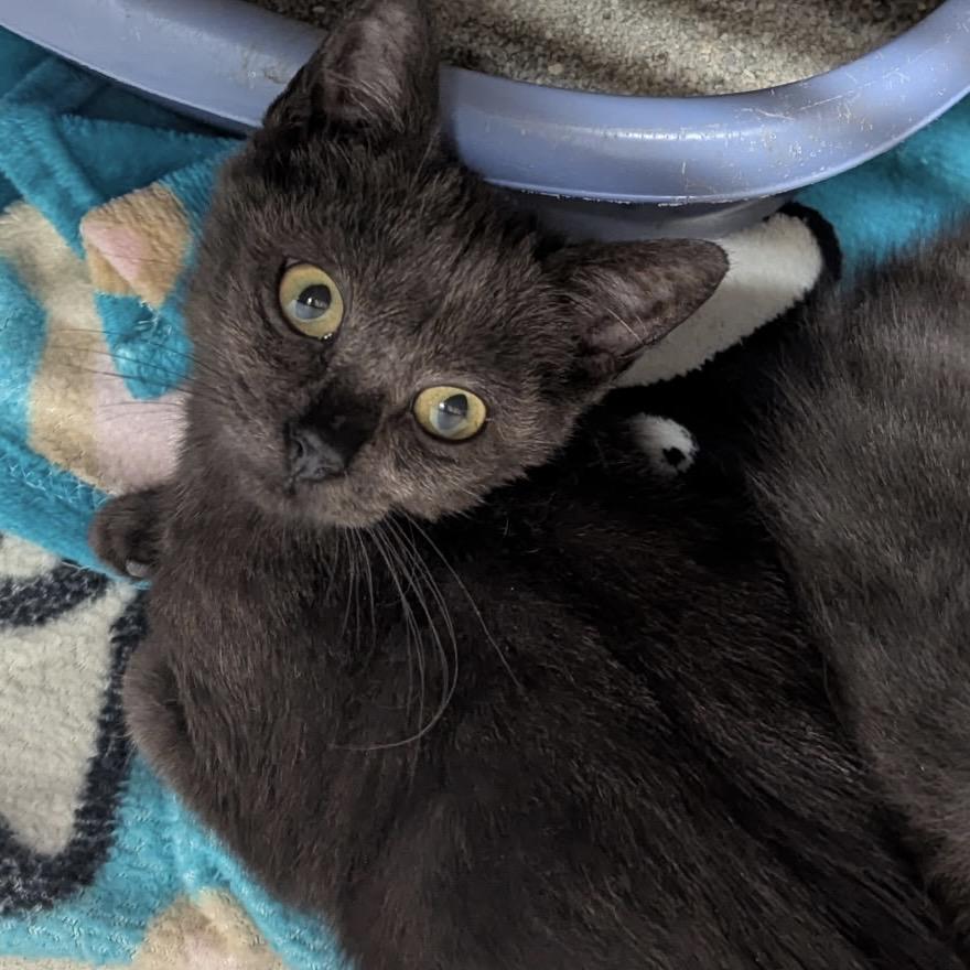 Enlarge Marek, a Adoptable Domestic Short Hair in Denison, TX image 1/1