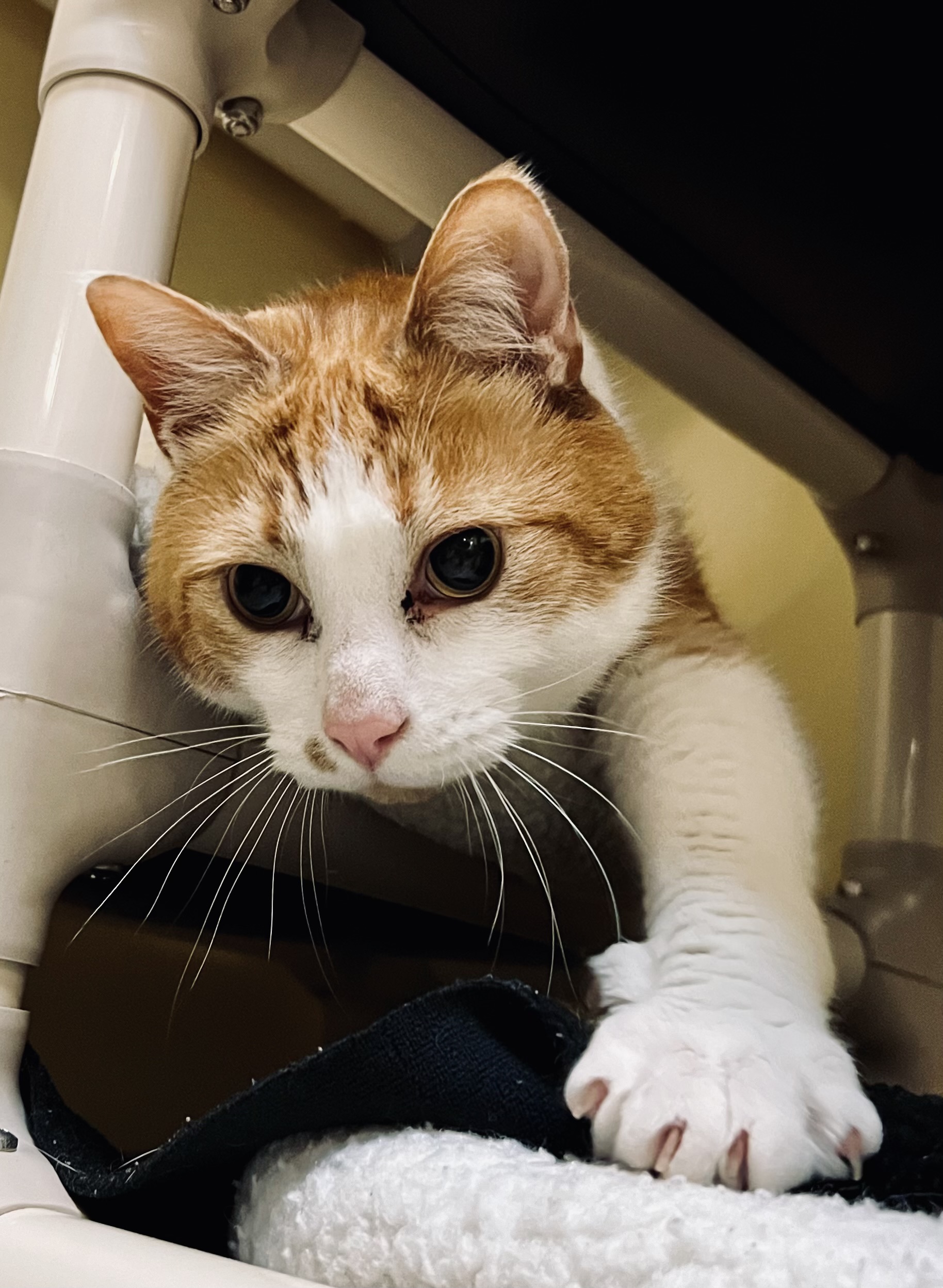 Cal, an adopted Domestic Short Hair in Brownsville, VT_image-1
