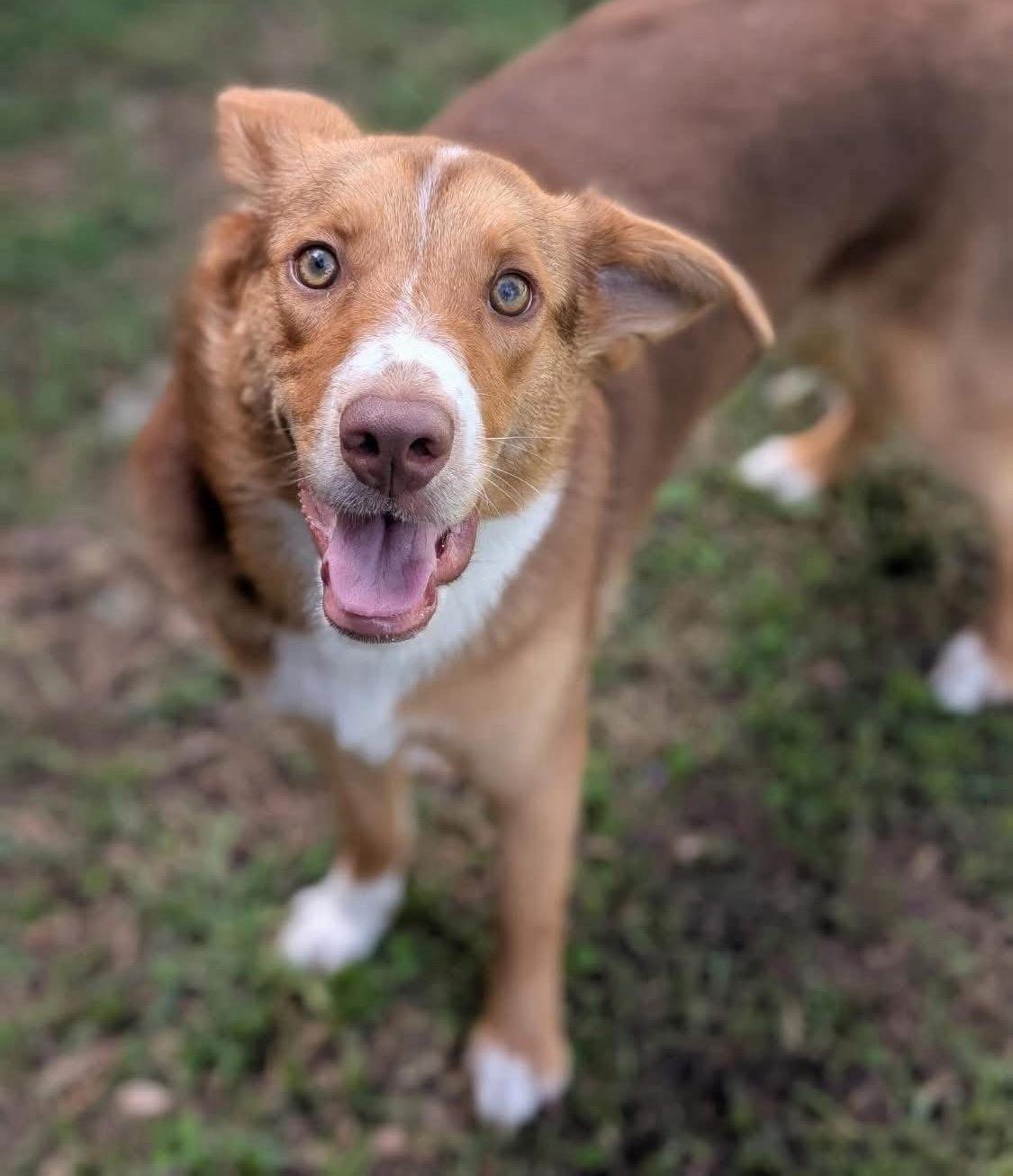 Millie, a ADOPTABLE mixed breed in Fort Worth, TX image 4/6