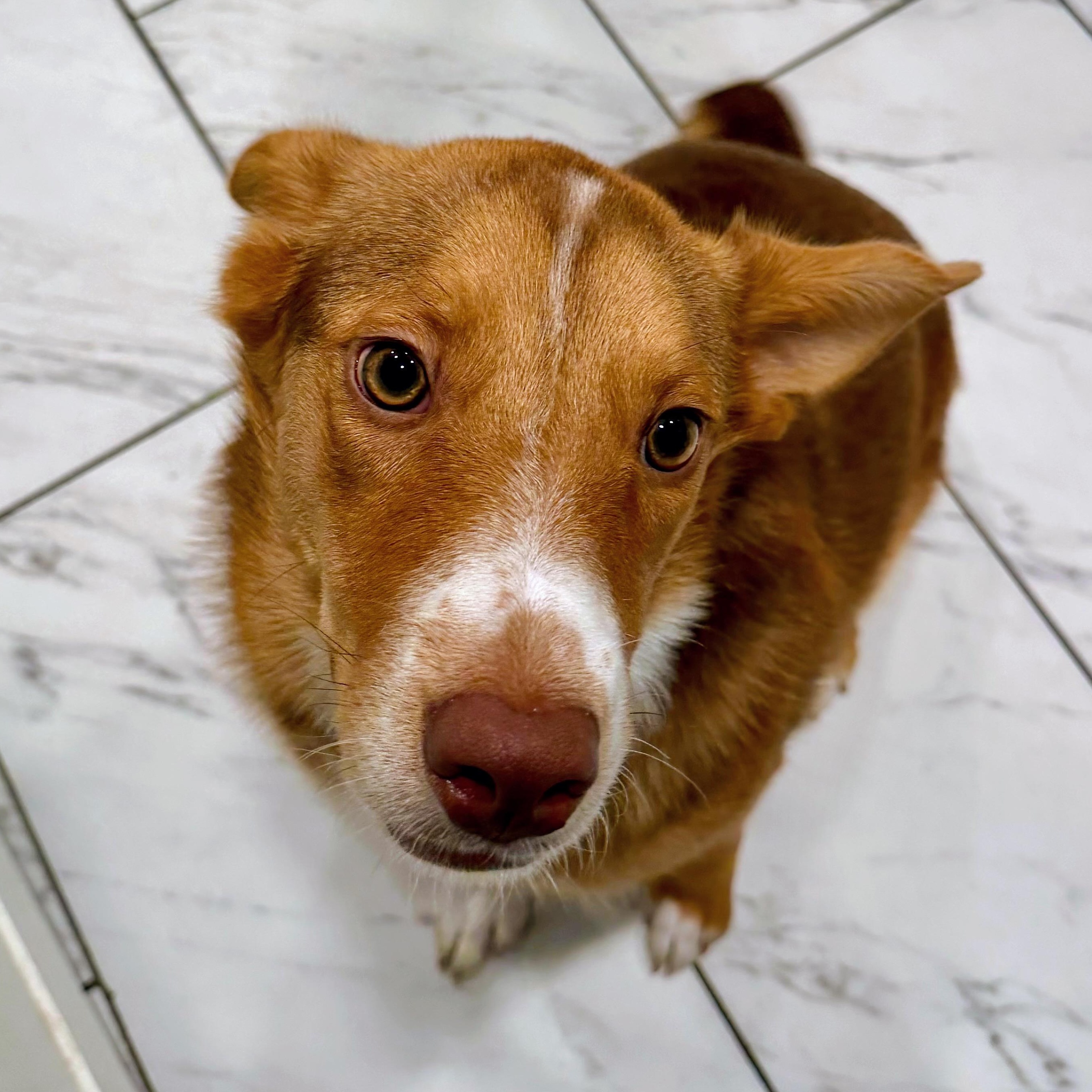 Millie, a ADOPTABLE mixed breed in Fort Worth, TX image 2/6