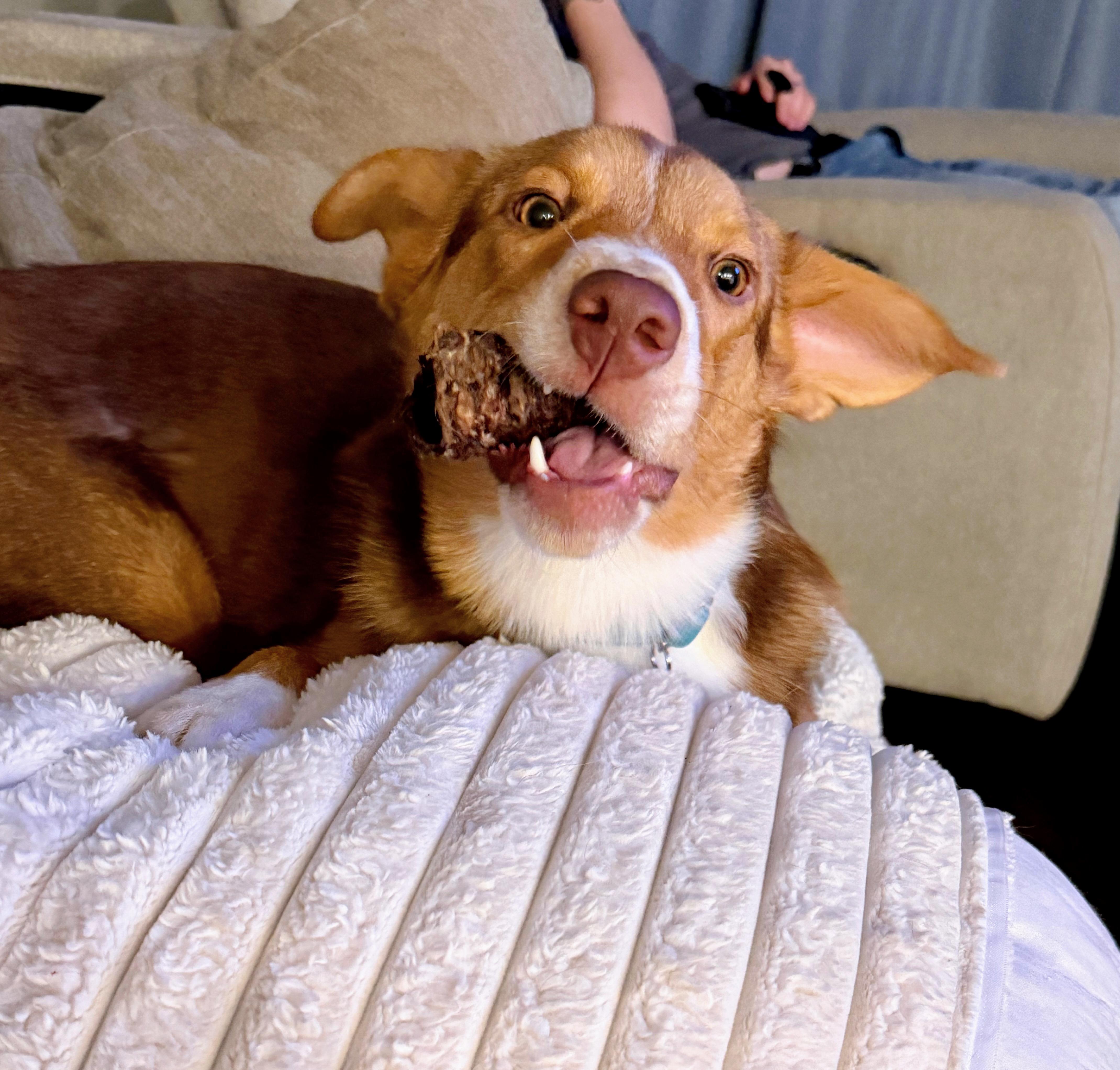 Millie, a ADOPTABLE mixed breed in Fort Worth, TX image 5/6
