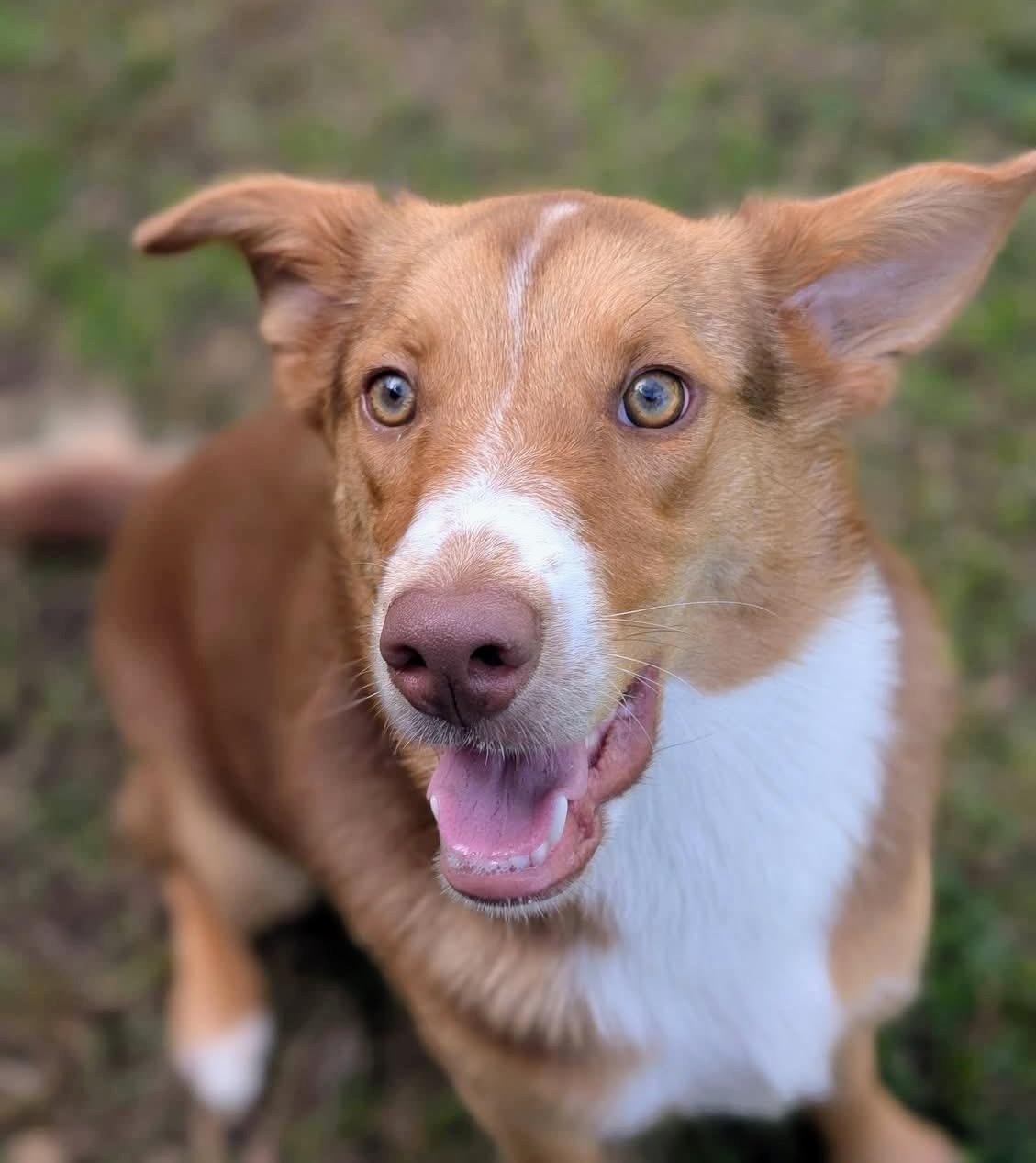 Millie, a ADOPTABLE mixed breed in Fort Worth, TX image 3/6