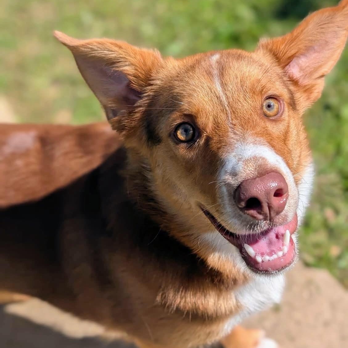 Millie, a ADOPTABLE mixed breed in Fort Worth, TX image 1/6