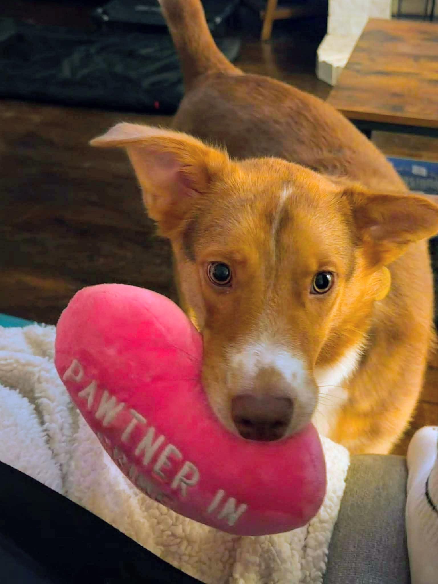 Millie, a ADOPTABLE mixed breed in Fort Worth, TX image 6/6