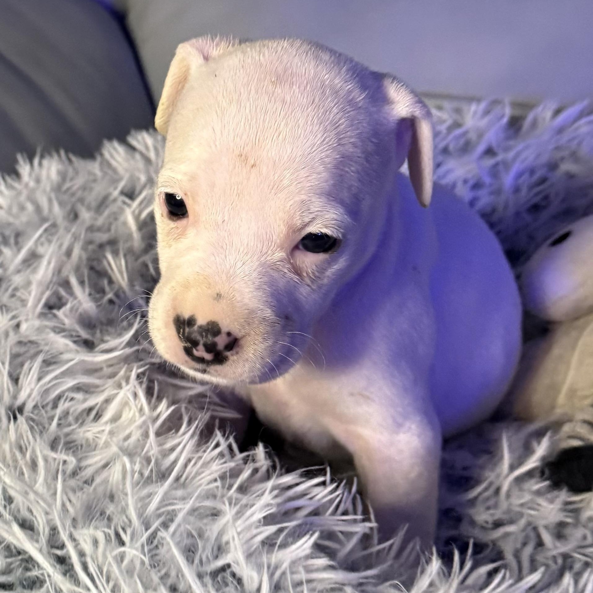 Evangeline — thumbnail 2